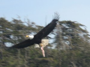 eagle-gets-some-too